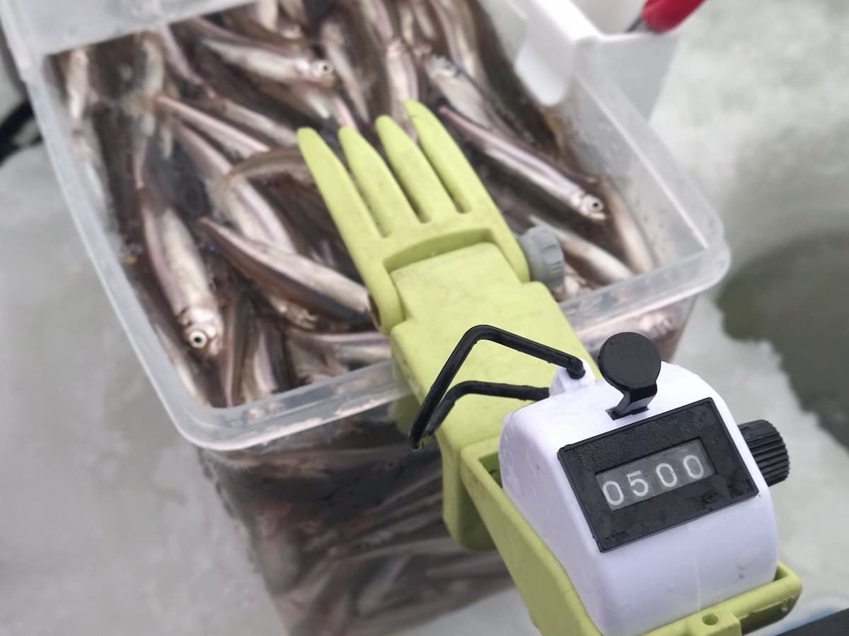 ワカサギ釣り 釣果500匹
