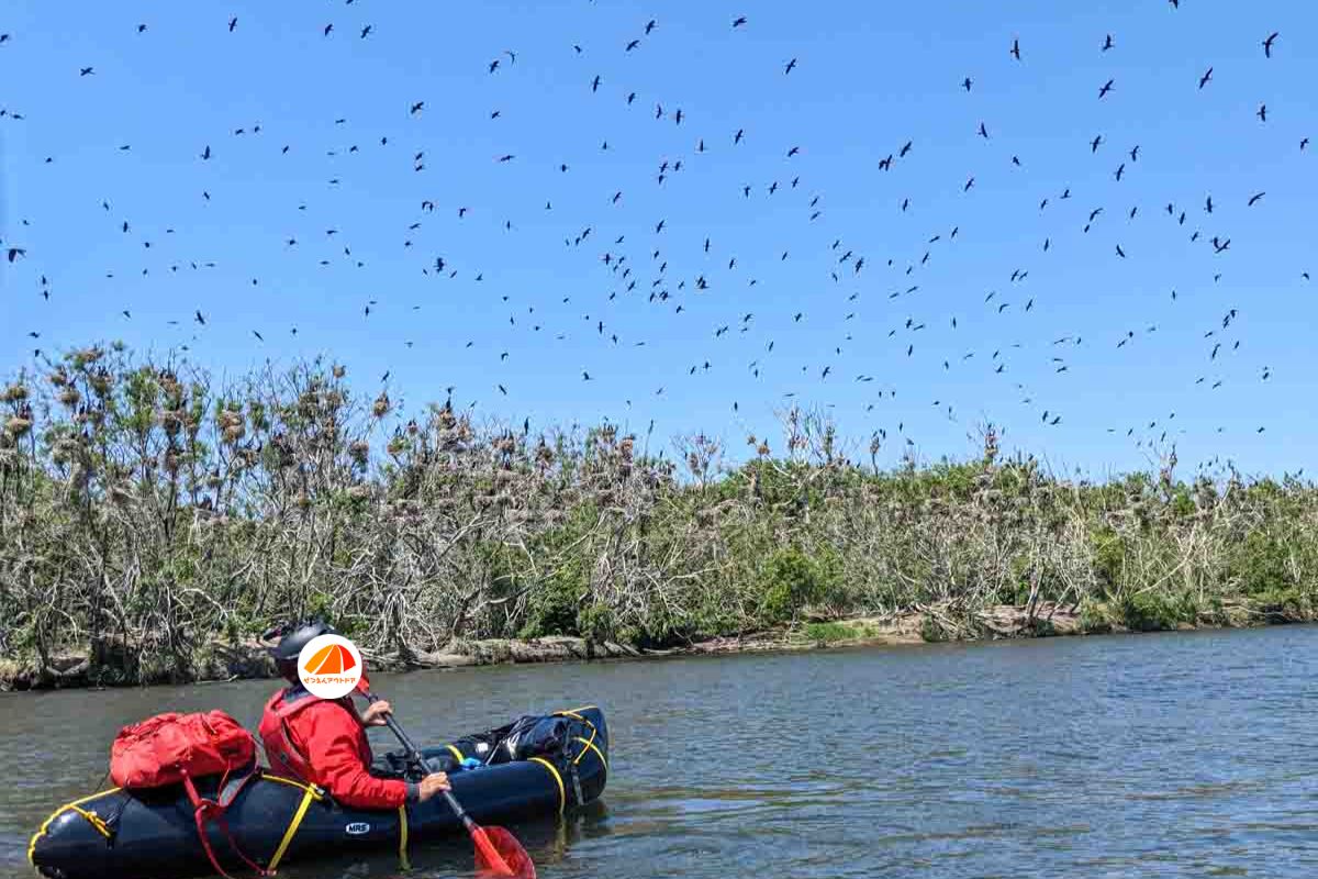 パックラフトで湧別川を1泊2日の川下りでカワウの群れ