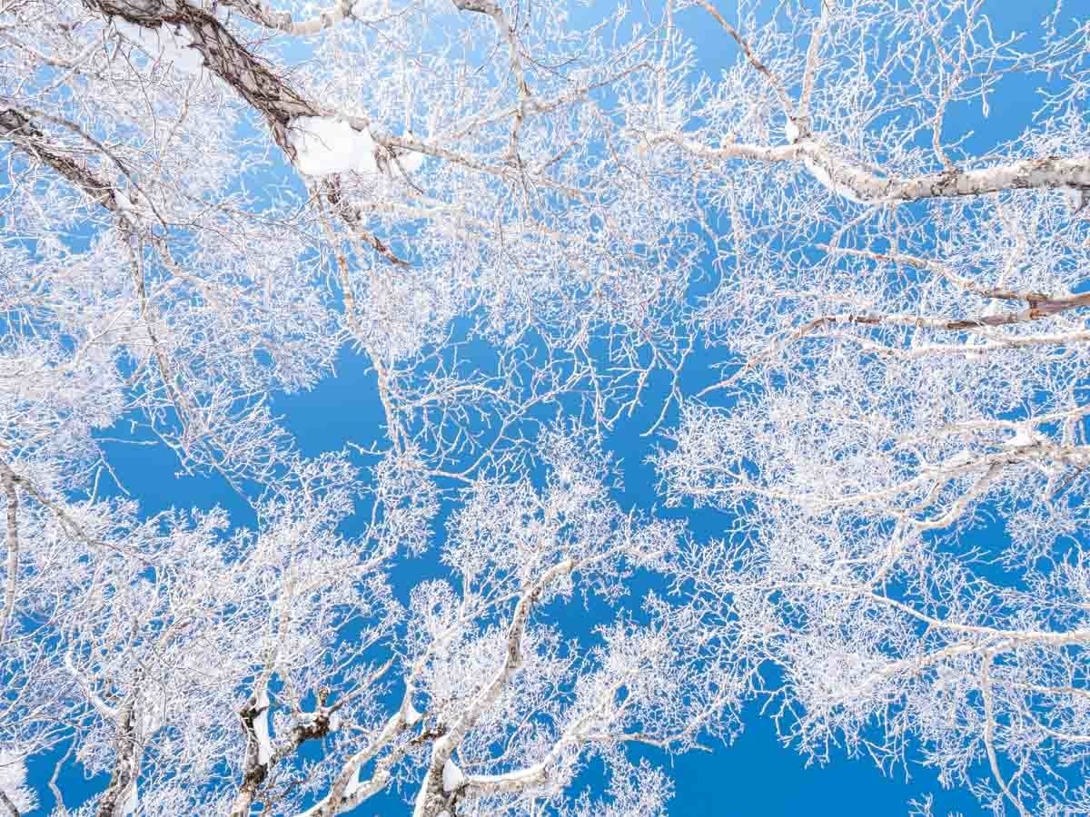 空と樹氷