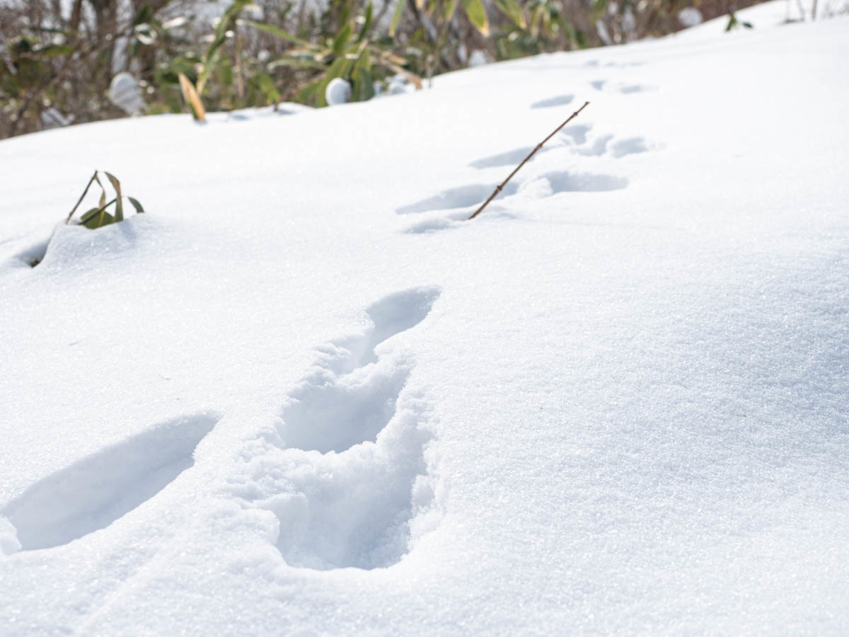 雪の上にあるウサギの足跡