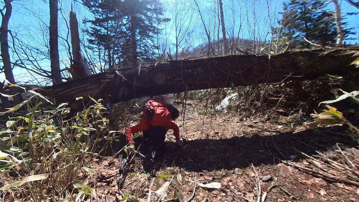 残雪の空沼岳を金山林道コースで倒木超え