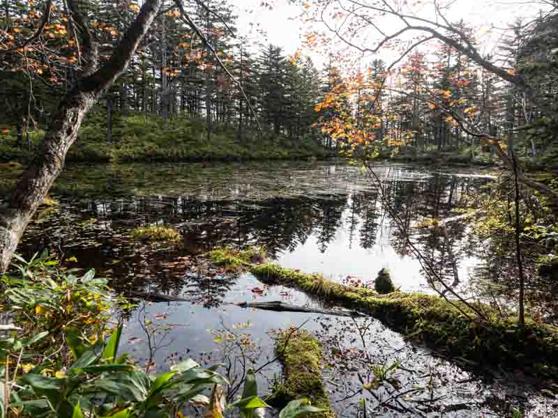 ニペソツ山の沼