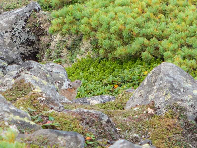 旭岳から富良野岳へ縦走