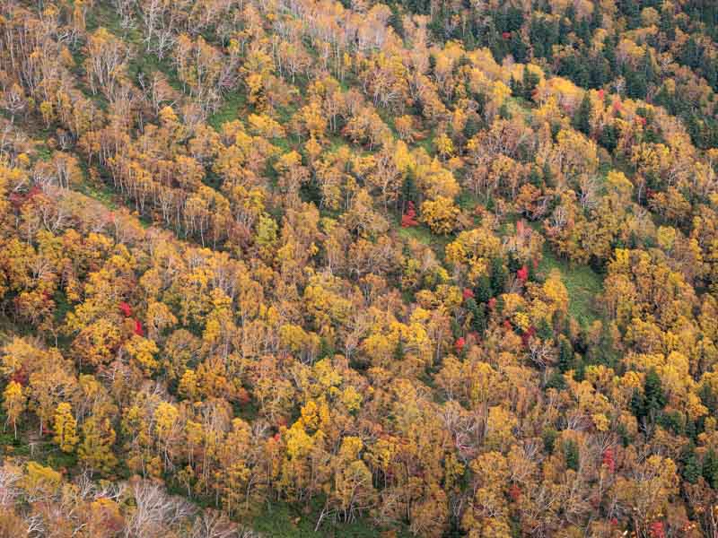 ニペソツ山の紅葉