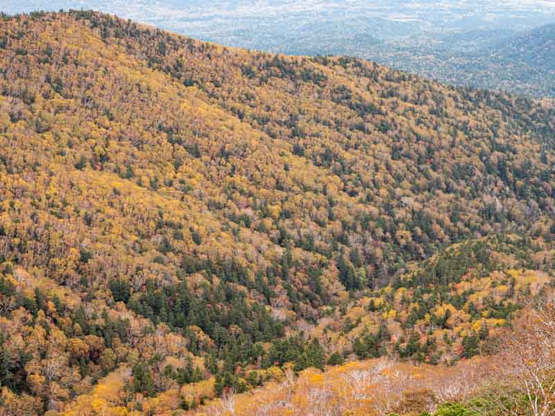 ニペソツ山の紅葉