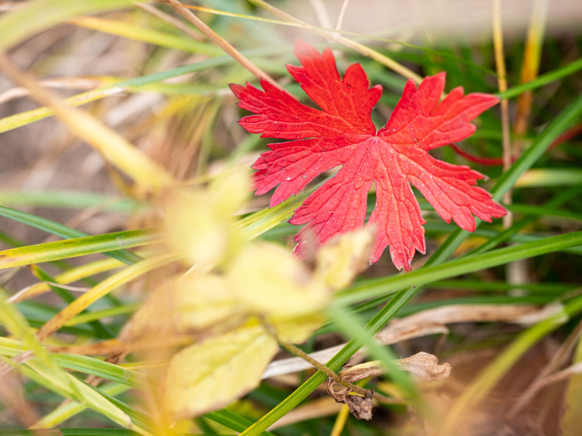 赤い紅葉