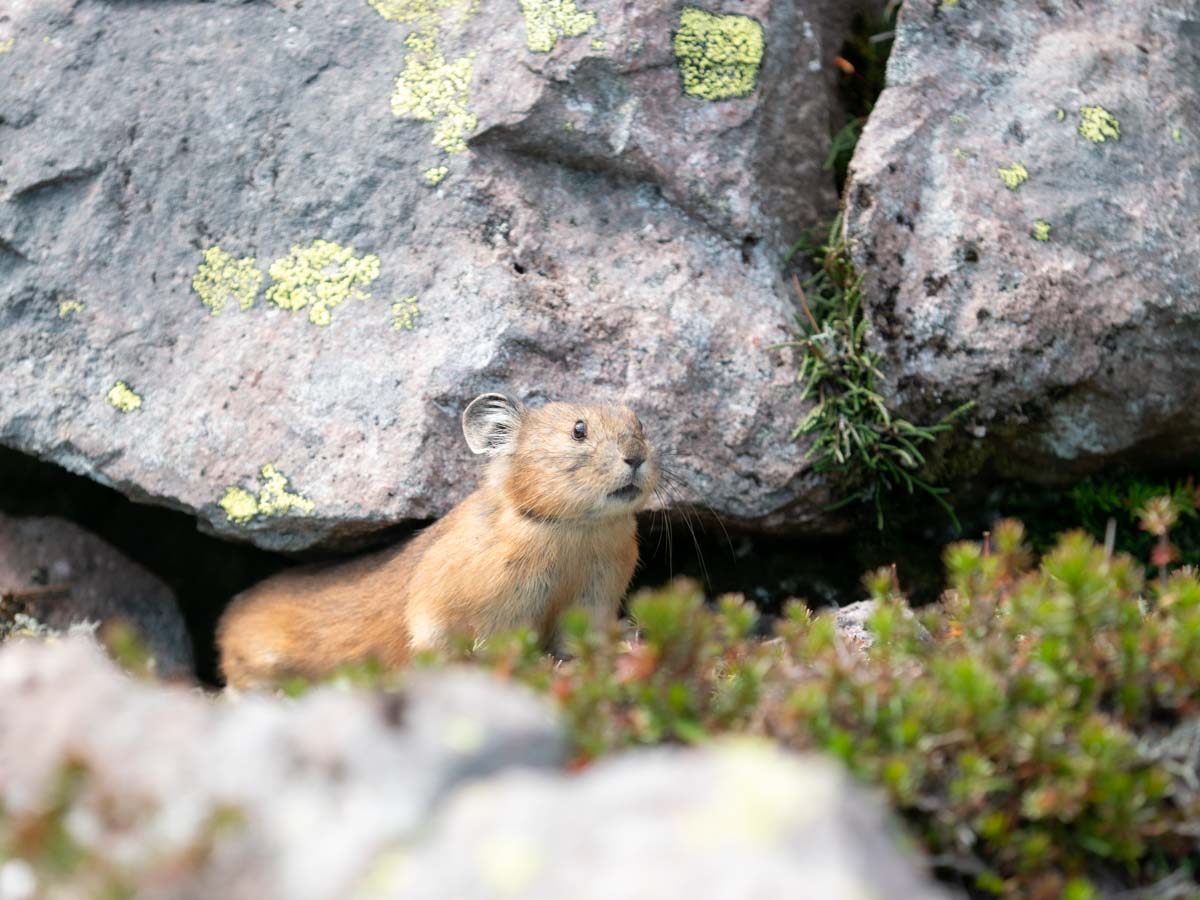 ナキウサギ