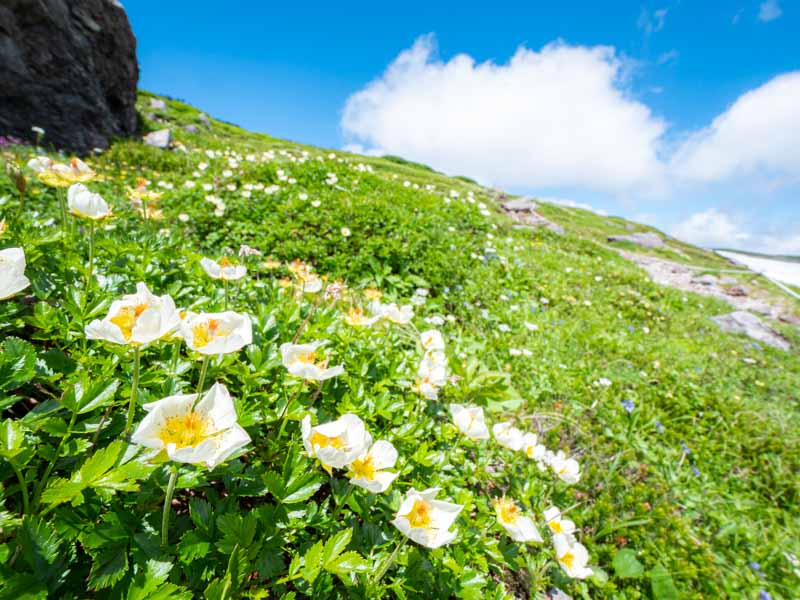 クチャンベツ沼ノ原～トムラウシ 登山