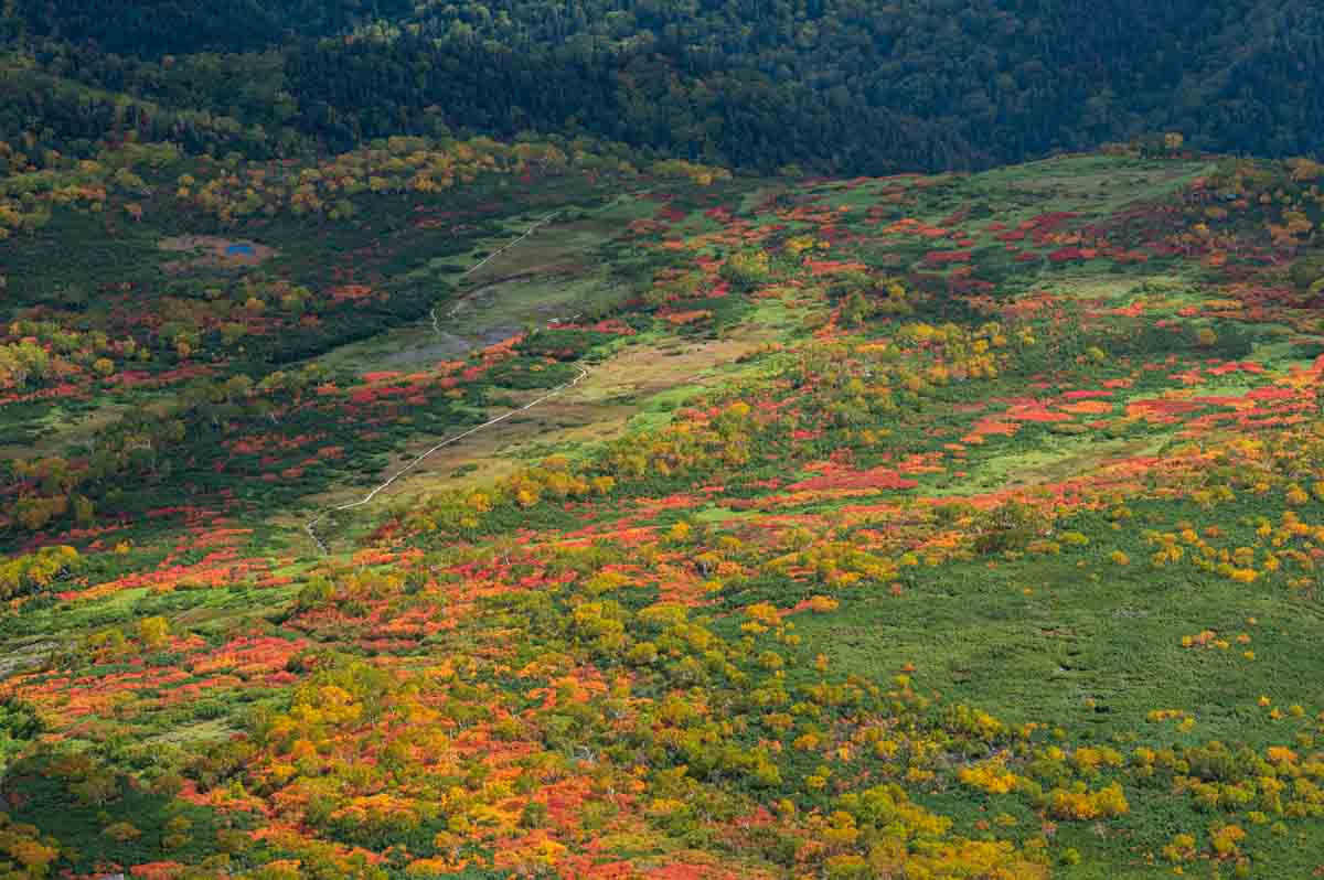 高原温泉 紅葉