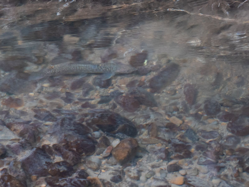 水中の魚