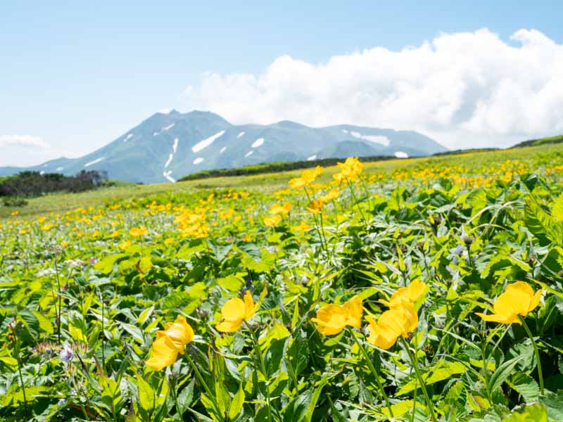 クチャンベツ沼ノ原～トムラウシ 登山