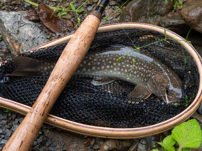 テンカラ釣り 岩魚