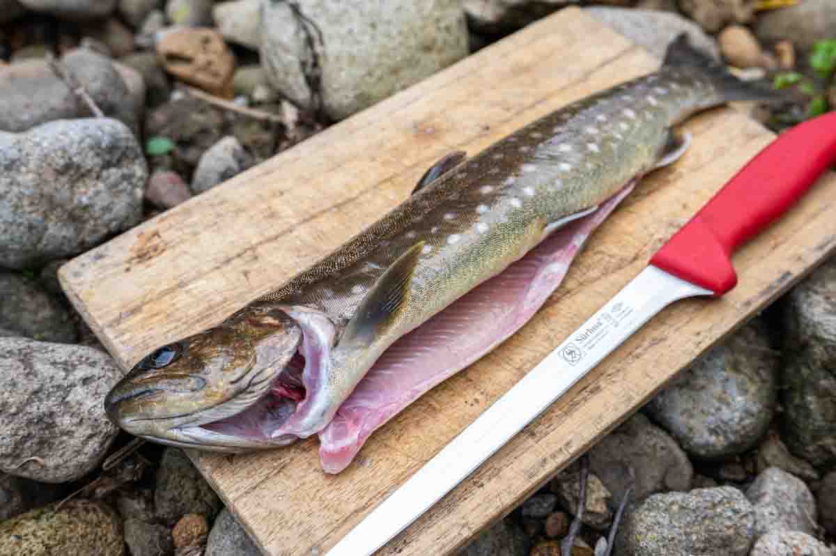 ダイソー 桐まな板 渓流魚をさばく