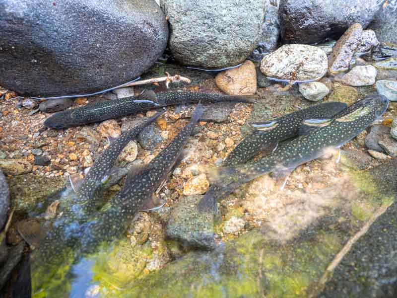 テンカラ　釣り