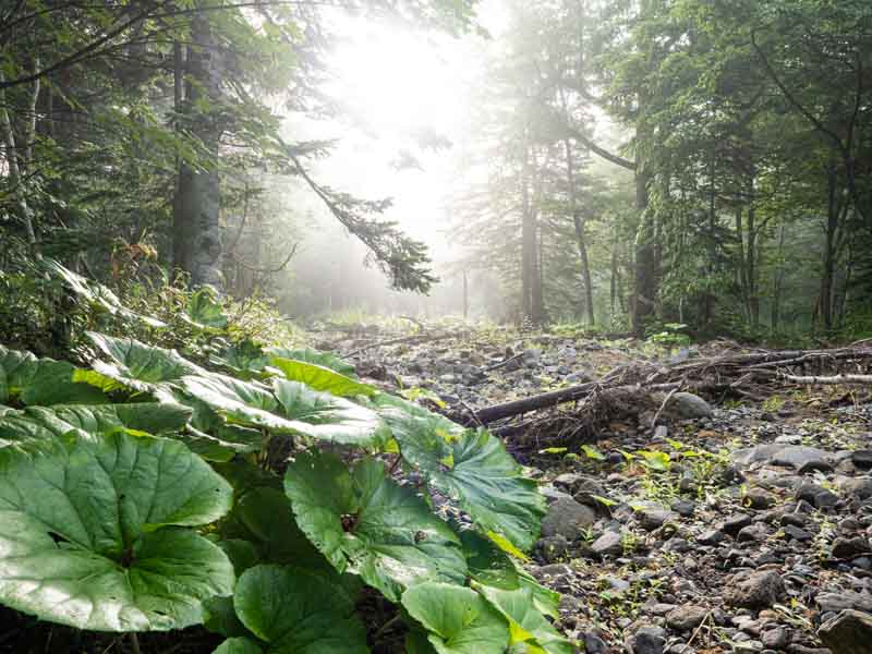 クチャンベツ沼ノ原～トムラウシ 登山