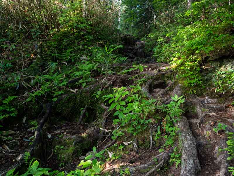 クチャンベツ沼ノ原～トムラウシ 登山