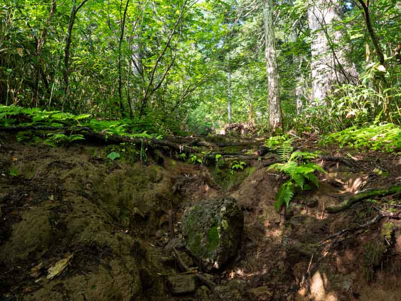 クチャンベツ沼ノ原～トムラウシ 登山