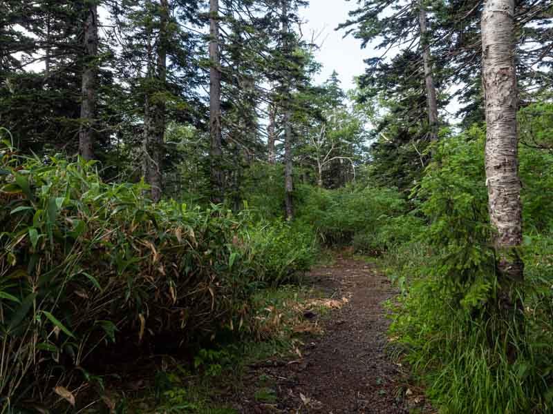 クチャンベツ沼ノ原～トムラウシ 登山