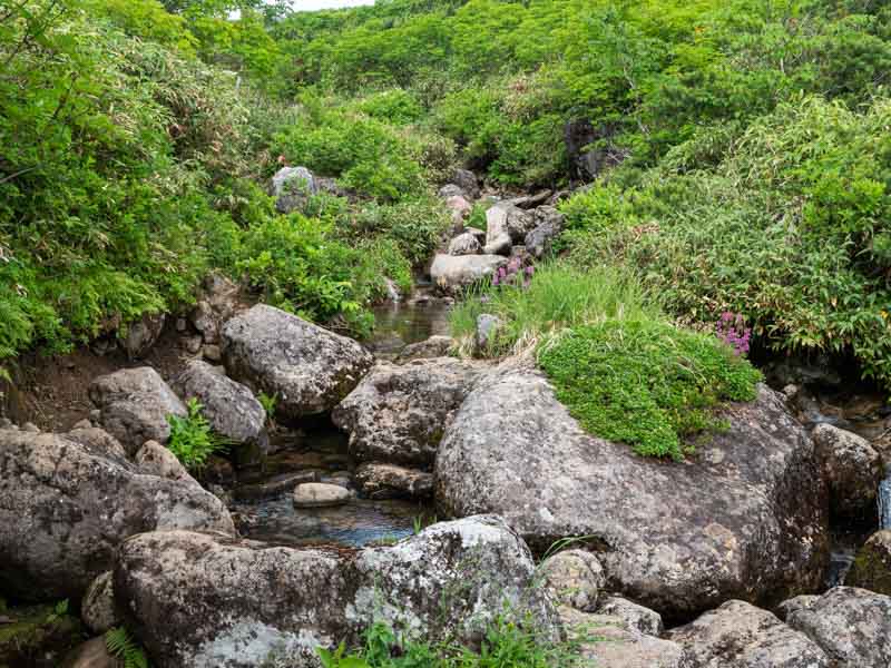 クチャンベツ沼ノ原～トムラウシ 登山