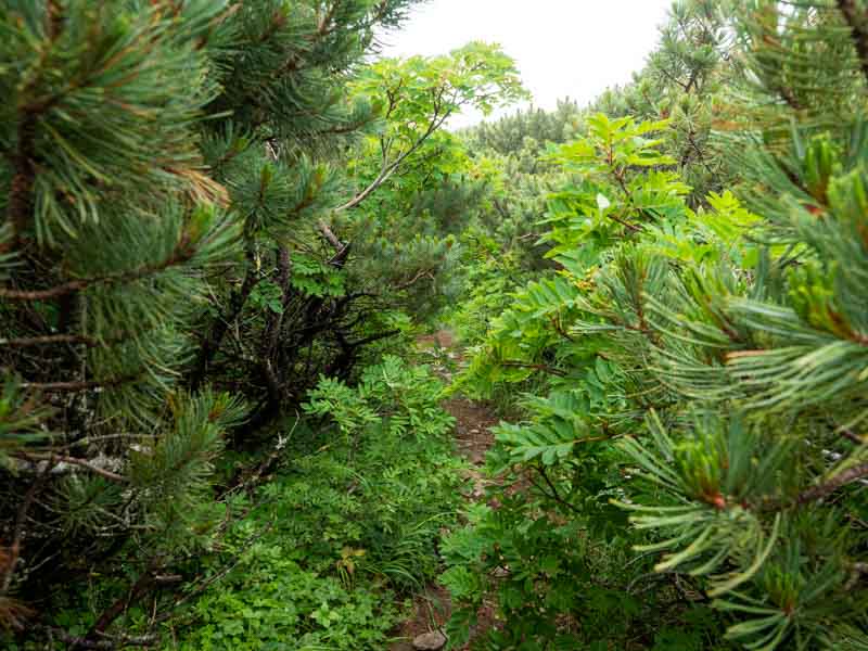 クチャンベツ沼ノ原～トムラウシ 登山