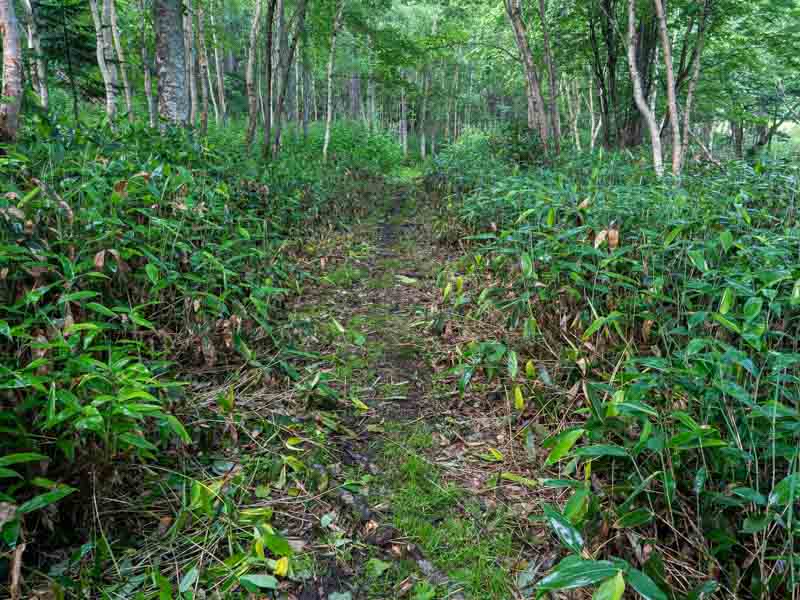 クチャンベツ沼ノ原～トムラウシ 登山