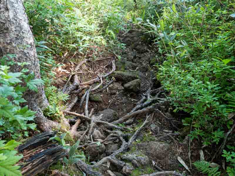 クチャンベツ沼ノ原～トムラウシ 登山