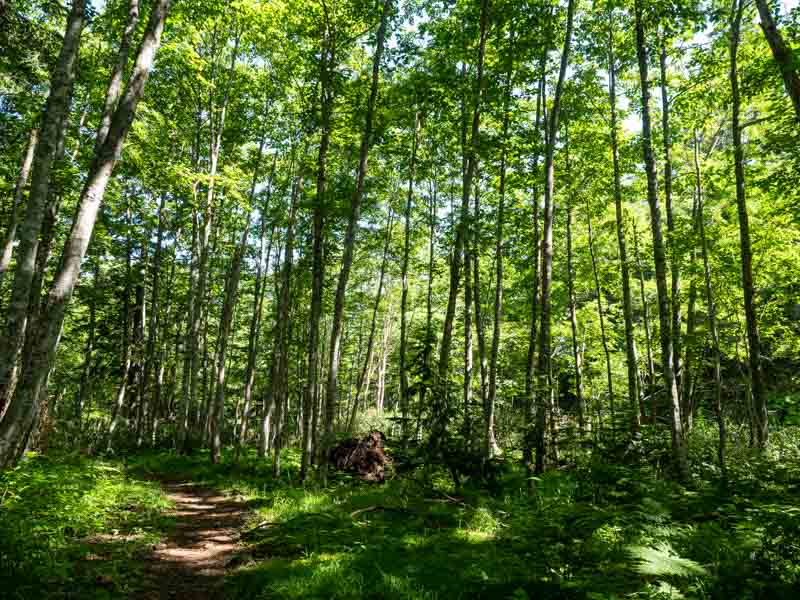 クチャンベツ沼ノ原～トムラウシ 登山