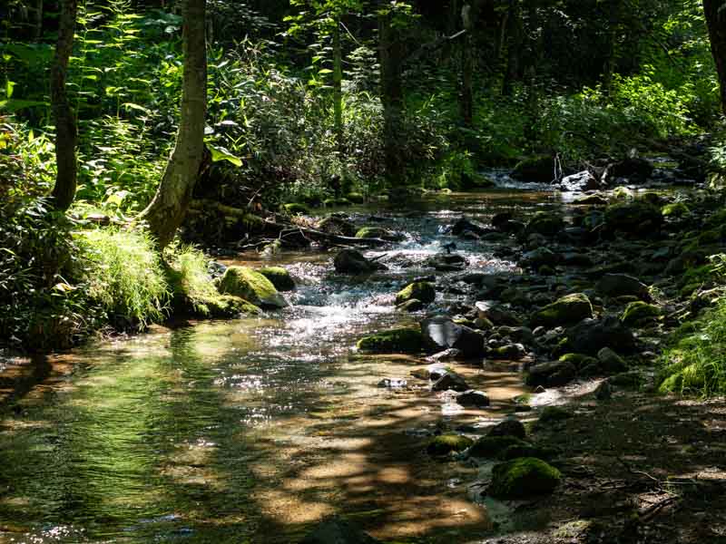 クチャンベツ沼ノ原～トムラウシ 登山