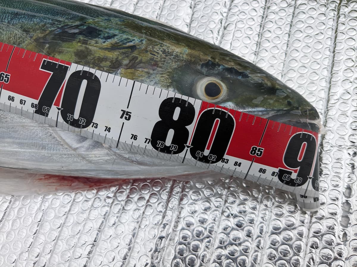 90cm 6kg ブリを釣り上げる