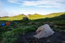 THE FREE SPIRITS Pangolin pro