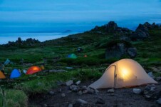 THE FREE SPIRITS Pangolin pro