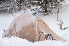 THE FREE SPIRITS Pangolin pro