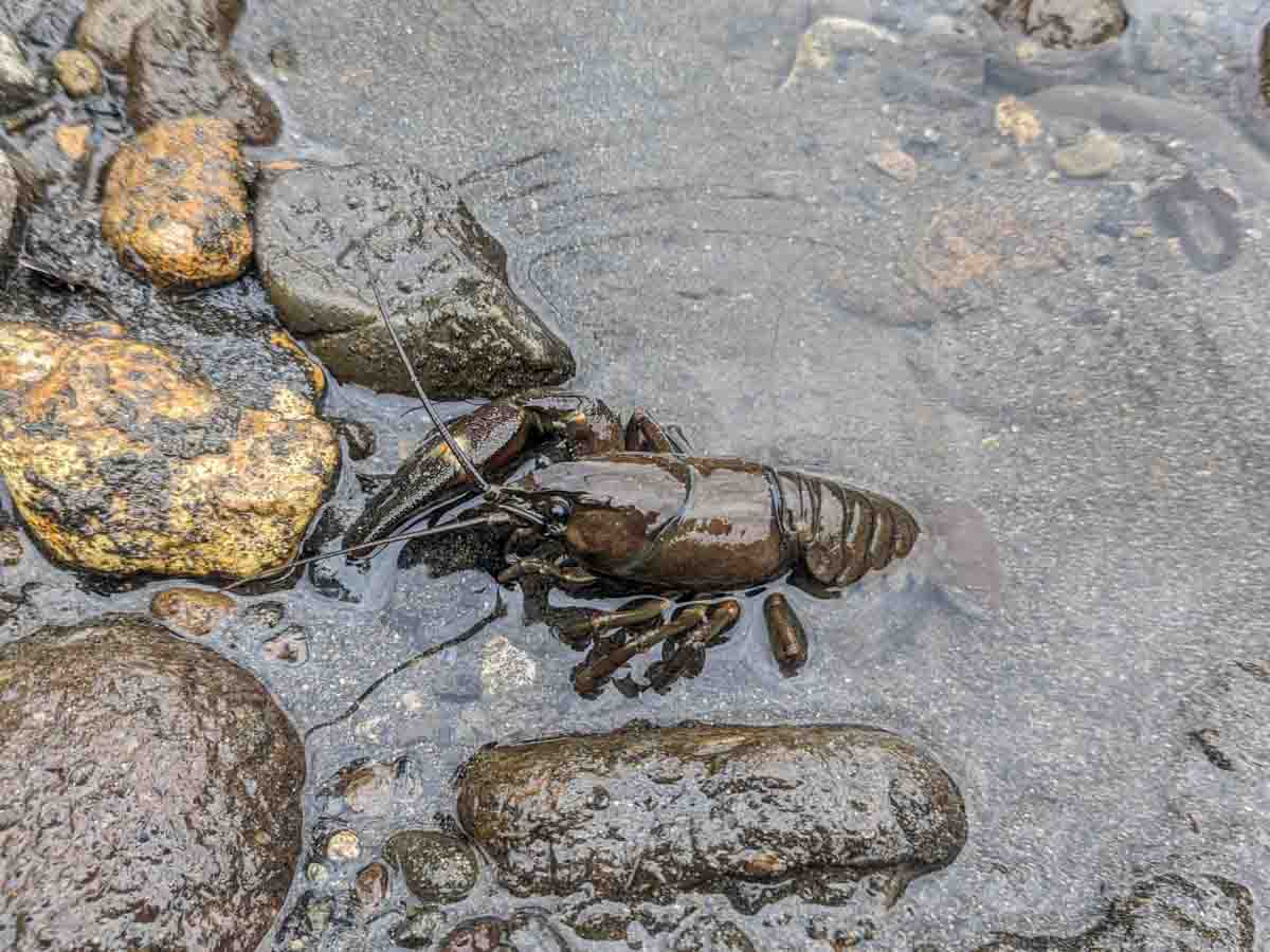 湧別川でウチダザリガニ