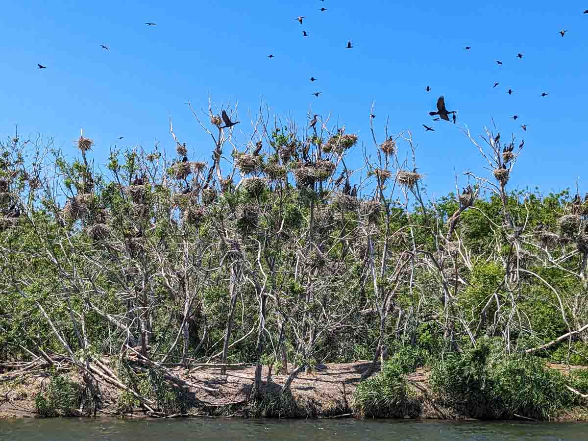 湧別川 河口付近のカワウの巣